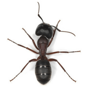Ant pest control services Cleveland, OH.