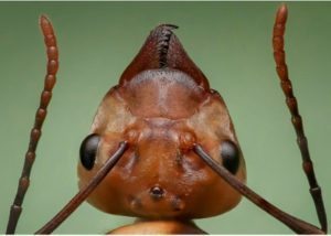 ants head closeup