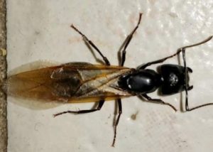 carpenter ant swarmer in Lakewood, Ohio.