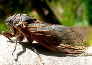 Cicada insect picture.