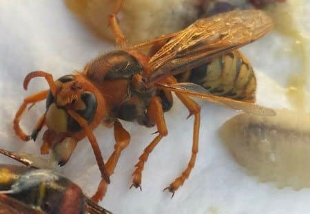 European Hornet with larvae in Cleveland, Ohio.