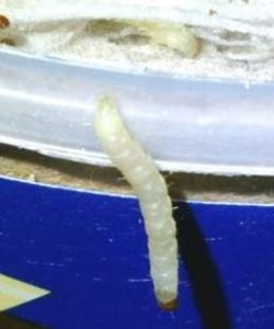 meal-moth-larvae - Lakewood Exterminating