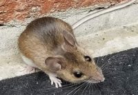 Cleveland mouse exterminating services. Deer mouse found outside of a Rocky River, Ohio home.
