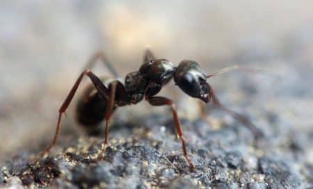 Controlling ants naturally with boric acid, vinegar, and essential oils