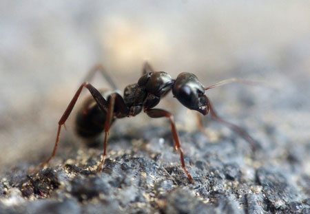 Controlling ants naturally with boric acid, vinegar, and essential oils. Home remedies
