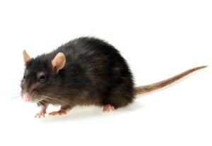 Rodent control of rats