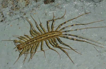 House Centipede- Lakewood Exterminating, Lakewood, OH