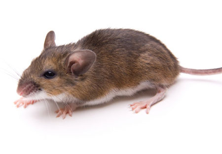 white-footed mouse portfolio picture