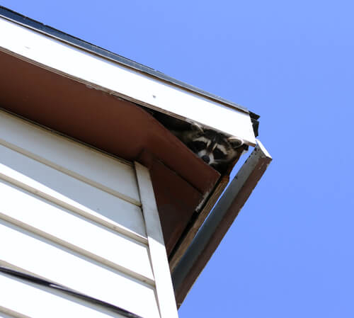 Raccoon in soffit of home.