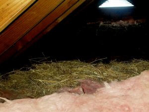 Starling nests in attics can become large.