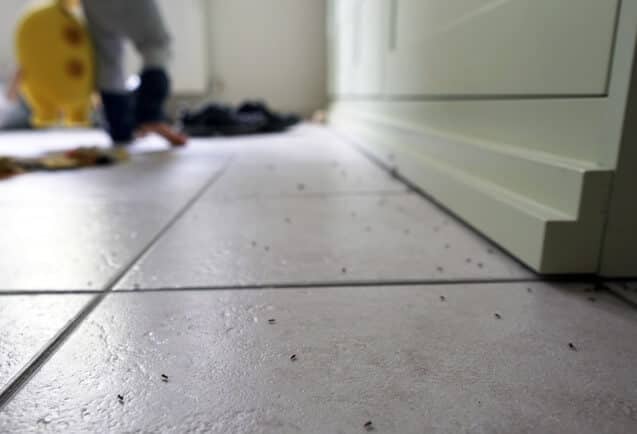 sugar ants in house on tile floor Ants in house with kids.