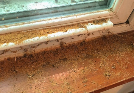 Sawdust material from ants on window.