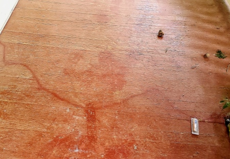 Ant pheromone trail on porch.