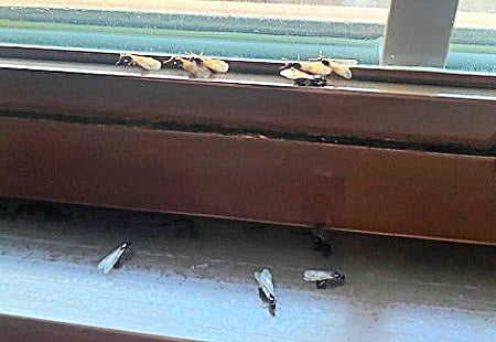 Flying ants in a Cleveland, OH window.
