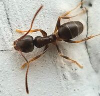 Close up of an Odorous House ant or OHA.