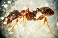 Pavement ant picture under a microscope.
