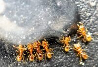 Pharaoh ants close up.