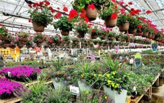 Annual plants at Petitti's Garden Center in Strongsville.
