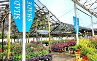 Shade plants at Petitti's Garden Center in Strongsville.