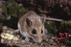Deer mice are found in Cleveland homes more than house mice.