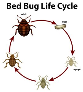 bed bug life cycle