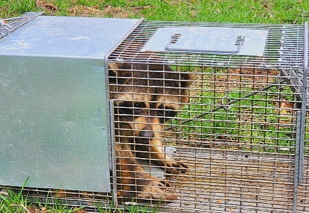 Raccoon caught in a cage trap.