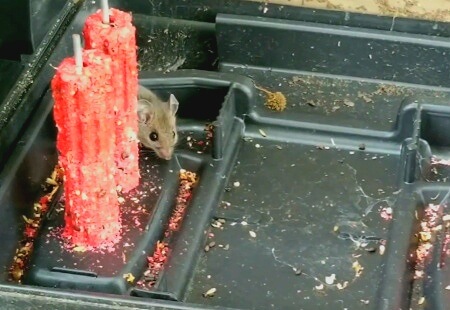 Mouse inside an exterior rodent bait station.