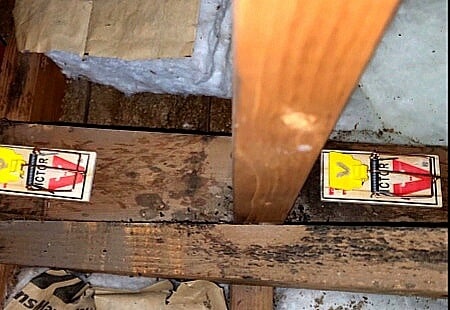 Mouse traps set on sebum markings.