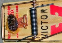 If you can't catch a mouse, use a raisin and peanut butter on a mouse trap.