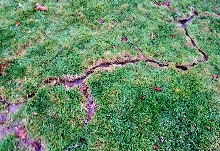 vole damage in Ohio lawn.