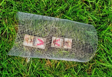 Vole trap setup.