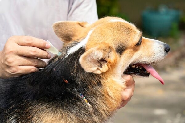 Flea control on pets and on the home in Cleveland.