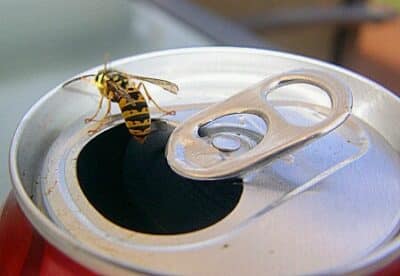 Yellow jacket in pop can Yellowjackets in a pop can during summer.