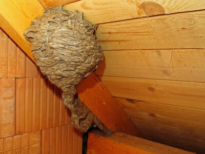 Yellowjacket nest in attic Bees nest in attic.