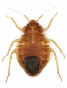 Bedbug also known as Common bedbug or Wall-louse (Cimex lectularius) isolated on white background.