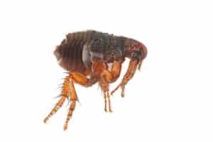 Flea on a white background close-up. A troublesome parasite of domestic animals and humans. A carrier of disease causing microorganisms.
