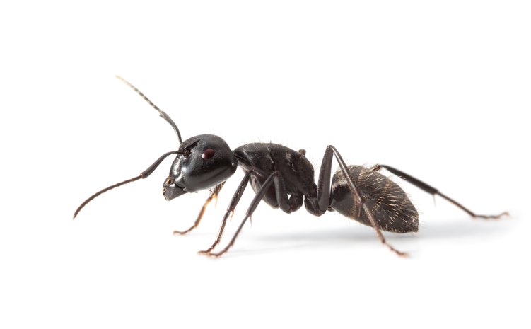 Ant side view