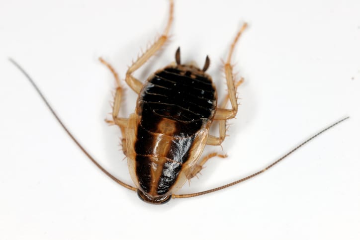 Larva of German Cockroach, Blattella germanica on white background.