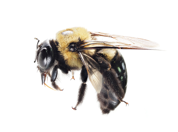 A Close-up Focus Stacked Image of a Carpenter Bee Isolated on White