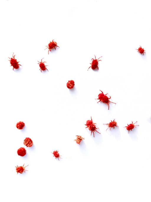 RED MITE