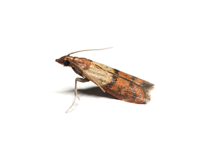Side view of the Indianmeal moth (Plodia interpunctella) on white background