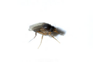 Close-up of a Fruit Fly, Drosophila melanogaster on White Background, isolated