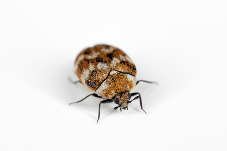 Varied carpet beetle Anthrenus verbasci home and storage pest. The larva of this beetle is a pest in skin products.