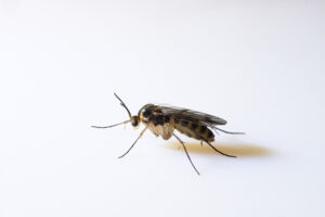 Fungus Gnat (Mycetophilidae sp.)