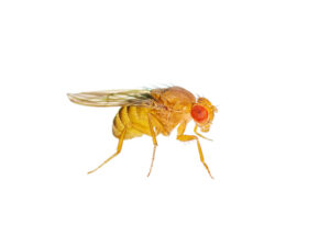 Drosophila Fruit Fly Insect Isolated on White Background