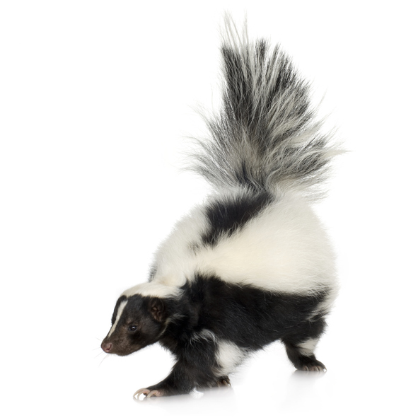Striped Skunk