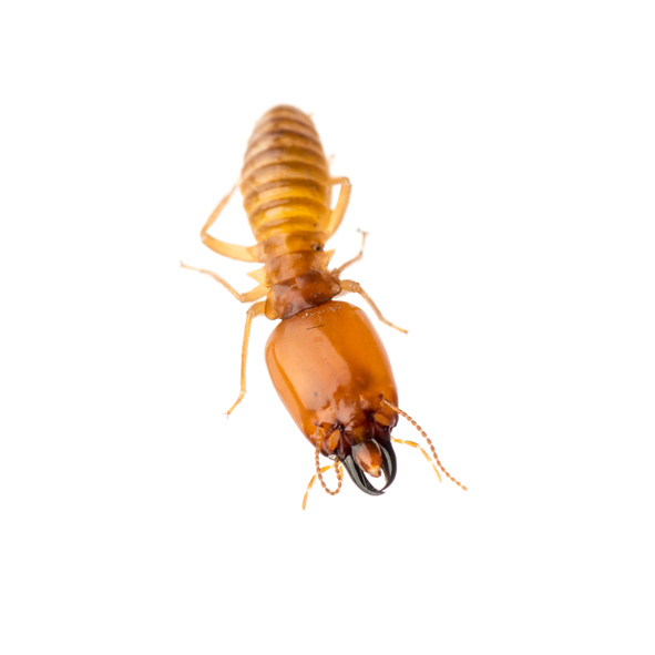 termite isolated