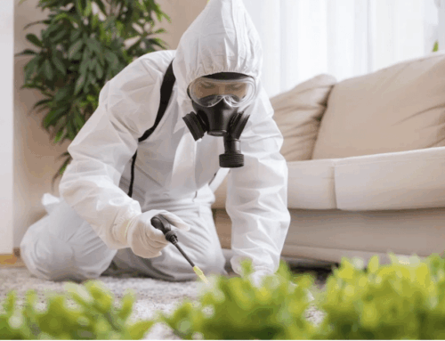 What Should I Expect During a Professional Pest Control Service in Cleveland OH?