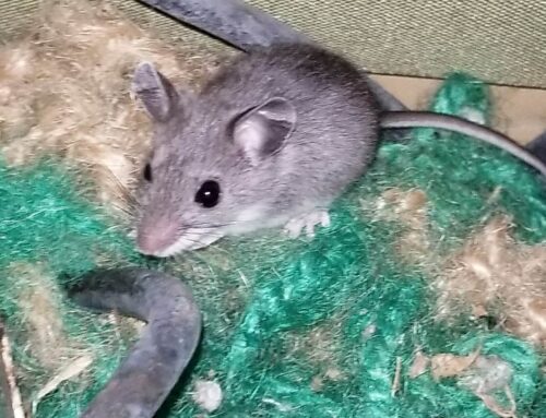 How to Get Rid of Mice in Lakewood, Ohio: A Homeowner’s Step-by-Step Guide