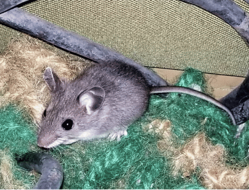 Signs of a Mouse Infestation in Cleveland Homes: Identifying, Understanding, and Addressing Rodent Presence
